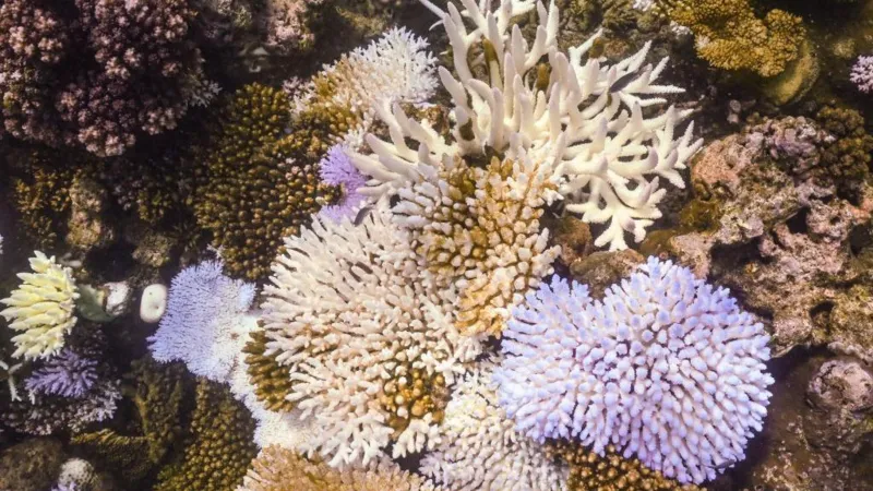 Great Barrier Reef suffers worst coral decline on record