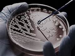 The antibiotic discovery void